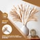 ESSENTIALS 360 عشب البامباس 126 قطعة، 5 أنماط، 17 بوصة زهور مجففة طبيعية، ديكور بوهو، ديكور زهور للمنزل والمكتب وديكور الحفلات ذيل الأرنب، عشب القصب، أبيض، بني، وزهور البامباس الرقيقة