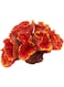 WANGCL Artificial Simulation Coral Decor- Aquarium Decoration Underwater Plants Non-Toxic Landscaping Fish Tank Decor Landscaping Ornament Coral, Size 8 * 6 * 5CM (Orange)