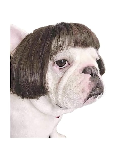 KASTWAVE Dog Wig Pet Costumes, Cat Costume Synthetic Accessories Small Dog Headwear for Halloween, Festival Party Decor, Head Wear Apparel Toy