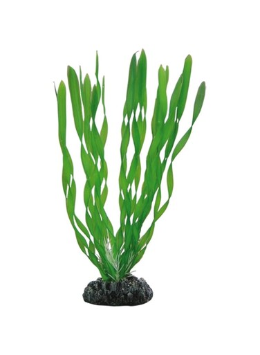 Hobby Vallisneria