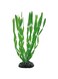 Hobby Vallisneria