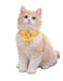 Adjustable Yellow Cat Collar (22&times;30 cm) &ndash; Soft, Durable &amp; Comfortable Lightweight Pet Collar for Cats
