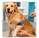 Vsell24 2 Pcs Pet Tourniquet for Dogs &amp; Cats, Quick Release Buckle, Elastic Emergency First Aid Band, Adjustable Pet Wound Control Strap, Blue