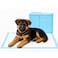 50PC of Disposable Absorbent Quick Drying Leak-Proof Pee Pads, Disposable Training Pads For Pets with 5 Highly Absorbent Layers, Puppy Pads For Potty Training For Pets, (Small)