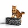Bentonite Clumping Cat Litter 5kg &ndash; Strong Odor Control, Fast Absorbent, Low Dust Cat Litter for Multi-Cat Use