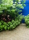 Vsell24&trade; Gold Sand - Decorative Sand for Gardens, Aquariums, and Craft Projects 20 KG