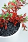 Vsell24&trade; Black Chips 5-8 mm - Decorative Chips for Fish Tanks, Gardens, and DIY Projects 20 KG