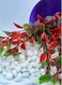 Vsell24&trade; White Stones 10-12 mm - Decorative Pebbles for Landscaping, Vase Fillers, and Aquariums 2 KG