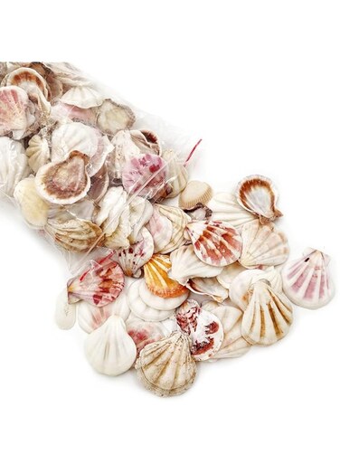 Khazna Small Shell Decoration Handmade Materials, Tiny Sea Shells, Mixed Beach Seashells, Natural Seashells for Diy Craft Home Decor Vase Fillers (3-4cm Fan Shape Seasells, 220g)