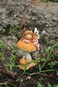 Top Collection Enchanted Story Fairy Garden Little Fairy Sleeping on Mushroom Outdoor Statue