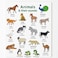 Fitto Wild Animals Educational Stickers for Kids - Self-Adhesive Animal Stickers for Preschool, Classroom Rewards, Scrapbook & Learning