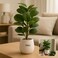 Fitto Artificial Potted Rubber Plant in Textured White Pot with Decorative Stones