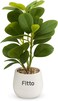 Fitto Artificial Potted Rubber Plant in Textured White Pot with Decorative Stones