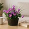 Fitto Purple Flower Arrangement with Yellow Centers in Decorative Wood-Look Pot
