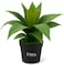 Fitto Small Artificial Plant with Long Green Leaves in Black Pot