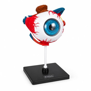 FITTO 3D Human Eyeball Anatomy Model with Display Stand, Educational Biology and Science Study Aid for Classroom, Lab and Desk Display