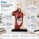 FITTO Human Anatomy Torso Model with Internal Organs and Display Base, Educational Biology Study Aid for Classroom and Lab
