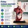 FITTO Human Anatomy Torso Model with Internal Organs and Display Base, Educational Biology Study Aid for Classroom and Lab