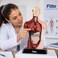 FITTO Human Anatomy Torso Model with Internal Organs and Display Base, Educational Biology Study Aid for Classroom and Lab