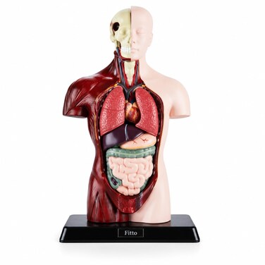 FITTO Human Anatomy Torso Model with Internal Organs and Display Base, Educational Biology Study Aid for Classroom and Lab