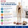 FITTO Human Body Anatomy Model, 28.5 cm Skeleton with Removable Internal Organs and Display Stand for Biology Study
