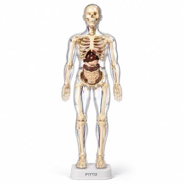 FITTO Human Body Anatomy Model, 28.5 cm Skeleton with Removable Internal Organs and Display Stand for Biology Study