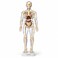 FITTO Human Body Anatomy Model, 28.5 cm Skeleton with Removable Internal Organs and Display Stand for Biology Study