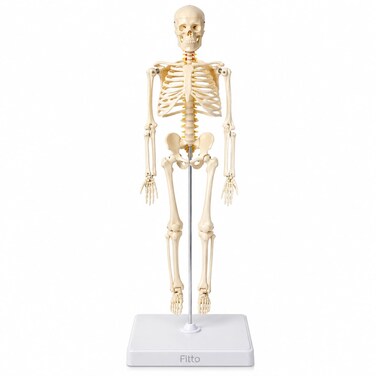 FITTO Human Skeleton Anatomy Model with Display Stand, Educational Biology Study Aid for Classroom, Clinic and Home Study