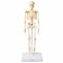 FITTO Human Skeleton Anatomy Model with Display Stand, Educational Biology Study Aid for Classroom, Clinic and Home Study