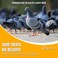 Egardenkart Bird Food Mix for Pigeon - 8kg