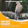 Egardenkart&reg; Bird Food Daily Budget-Friendly - 20Kg