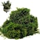HASTHIP&reg; Artificial Moss, 3.5OZ Fake Green Moss, Premium Faux Green Grass for Potted Plant, DIY Crafts Fake Grass for Table Centerpieces, Garden Decor, Home and Kitchen