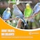 Egardenkart Small Bird Seed Mix For Budgies &amp; Finches Suitable for Wild Birds 1KG