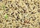 Egardenkart Premium Bird Food for Canary - 8 Kg