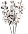 GTIDEA 3 Pack Cotton Stems 30 Balls Cotton Flowers Plant Natural Dried Floral Arrangement for Farmhouse Home Table Vase Filler Party DIY Wreath Decor (22 Inch)