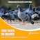Egardenkart Bird Food Mix for Pigeon - 30kg