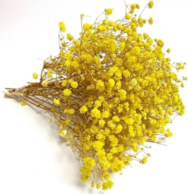 Birtlynn Preserved Baby's Breath 3 Bunches, 100% Natrual Fresh Gypsophila Long Lasting Flowers for Vase Arrangements Home Decoration Photo Props Parties and Weddings, DIY D&eacute;cor-Yellow