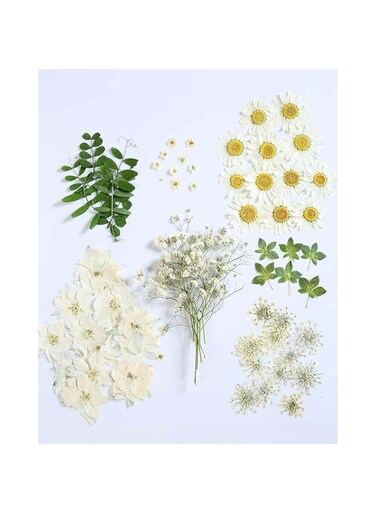 KASTWAVE 72 PCS Real Dried Pressed Flowers, Art Natural Dried Flower Leaf Plant Herbarium for Making Jewelry Nail Scrapbooking DIY Candle Decoration Resin Jewelry Crafts Making (White Daisy)