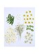 KASTWAVE 72 PCS Real Dried Pressed Flowers, Art Natural Dried Flower Leaf Plant Herbarium for Making Jewelry Nail Scrapbooking DIY Candle Decoration Resin Jewelry Crafts Making (White Daisy)