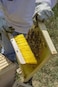 Bee Sweep Brush Horsetail Hair Bee Hive Brush Beekeeping Equipment for Apiculture