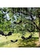 12 PCS Halloween Bats, Rubber Vampire Bats, Hanging Bat for Halloween Party, Haunted House Decoration