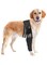 Knee Brace Dog Thigh Protection Sleeve Joint Knee Pads Leg Protection Weakness Injury Protection Postoperative Rehabilitation Bracket Fixed Leg Straps, Black (S)