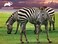 Prime 3D Zebra 48 Pcs