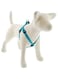 Lupine Basics 3/4 in Aqua Step-In Harness 20"-30", 51-76cm