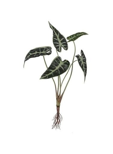 Suncoast Alocasia with Roots-Green