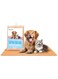 Maissen Waterproof Pet Dry Sheet  Orange, Medium(100 x 70cm)  Wash, Reuse, Quick Absorbent &amp; Hygenic Pee Pad  Couch/ Sofa/ Bed/ Puppy Potty Training, Mattress &amp; Car Seat Protector - Dog, Cat &amp; All Pet