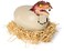 Interactive Hatching Dino, Multicoloured, 6072462