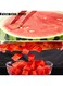 Melon Baller Scoop Set &ndash; 5-in-1 Stainless Steel Fruit Carving Tools Kit &ndash; Watermelon Knife, Fruit Scooper &amp; Seed Remover, Pulp Separator, Professional Fruit Slicer 
