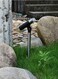 Solar Spotlight Adjustable Path Light LED Energy-Saving Lawn Lamp Courtyard Aisle Lighting Decorative Landscape Lamp