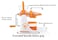 Grand Fruit and Vegetable Juicer, BPA-Free Manual Juice Extractor with Stainless Steel Handle, Heavy Duty Citrus Press for Orange, Lemon, Lime and Pomegranate, Extra Juice Yield, Easy to Clean